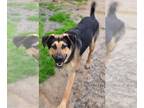 German Shepherd Dog Mix DOG FOR ADOPTION RGADN-1268258 - Brutus - German
