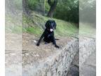 Bloodhound Mix DOG FOR ADOPTION RGADN-1268264 - Sir Derpington - Bloodhound /