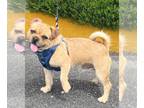 Pug Mix DOG FOR ADOPTION RGADN-1268279 - Statler - Pug / Terrier / Mixed Dog For