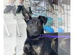 Dutch Shepherd -Labrador Retriever Mix DOG FOR ADOPTION RGADN-1268282 - Frank -