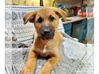 Collie-German Shepherd Dog Mix DOG FOR ADOPTION RGADN-1268288 - LLP Rising Sun :