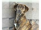 Boxador DOG FOR ADOPTION RGADN-1268297 - Mors : Mori (Mia) - Labrador Retriever