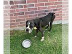 Boxer DOG FOR ADOPTION RGADN-1268311 - Davenport - Boxer Dog For Adoption