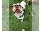 American Pit Bull Terrier Mix DOG FOR ADOPTION RGADN-1268325 - Petey - American