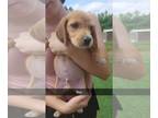 Beagle-English Foxhound Mix DOG FOR ADOPTION RGADN-1268329 - Linguine - Foxhound