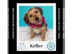 Basset Hound Mix DOG FOR ADOPTION RGADN-1268340 - Keller (aka Kellie) 060124 -