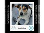 Pointer Mix DOG FOR ADOPTION RGADN-1268341 - Buddha 060124 - Australian Cattle
