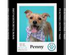 ShiChi DOG FOR ADOPTION RGADN-1268345 - Penny (Mom to Penny's Lil Pups) 060124 -