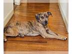 Catahoula Leopard Dog Mix DOG FOR ADOPTION RGADN-1268354 - Indy - Catahoula