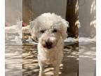 Poochon DOG FOR ADOPTION RGADN-1268358 - Enrique - Bichon Frise / Poodle