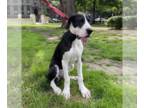 Great Dane DOG FOR ADOPTION RGADN-1268361 - July - Great Dane Dog For Adoption