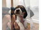 Beagle DOG FOR ADOPTION RGADN-1268362 - Js : Jamison - Beagle Dog For Adoption