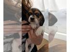 Beagle DOG FOR ADOPTION RGADN-1268363 - Js : Josephine - Beagle Dog For Adoption