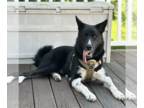 Border Collie-Huskies Mix DOG FOR ADOPTION RGADN-1268365 - Baron - Border Collie