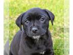 Sheprador DOG FOR ADOPTION RGADN-1268367 - Windy (FTF-Albany County ONLY) -
