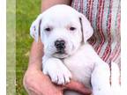Sheprador DOG FOR ADOPTION RGADN-1268368 - Blizzard (FTF-Albany County ONLY) -
