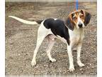 Beagle-Treeing Walker Coonhound Mix DOG FOR ADOPTION RGADN-1268378 - 240730