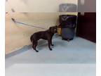 Staffordshire Bull Terrier Mix DOG FOR ADOPTION RGADN-1268410 - MAD MAX -