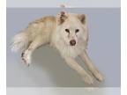 Huskies Mix DOG FOR ADOPTION RGADN-1268416 - MATIS - Husky / Mixed (long coat)