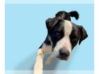 Border Collie Mix DOG FOR ADOPTION RGADN-1268427 - RAFI - Border Collie / Mixed