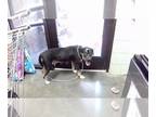 Bernese Mountain Dog Mix DOG FOR ADOPTION RGADN-1268434 - TIKTOK - Bernese