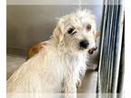 Norfolk Terrier DOG FOR ADOPTION RGADN-1268445 - MARSHA - Norfolk Terrier