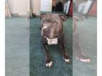 Staffordshire Bull Terrier DOG FOR ADOPTION RGADN-1268454 - ZEO - Staffordshire