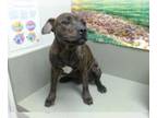 Staffordshire Bull Terrier Mix DOG FOR ADOPTION RGADN-1268456 - A534921 -
