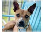 Boxer Mix DOG FOR ADOPTION RGADN-1268459 - MISTY - Boxer / Mixed (medium coat)