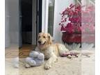 Golden Retriever DOG FOR ADOPTION RGADN-1268466 - Makai - Golden Retriever