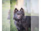 Pomeranian Mix DOG FOR ADOPTION RGADN-1268470 - Gillie - Pomeranian / Mixed