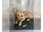 German Shepherd Dog Mix DOG FOR ADOPTION RGADN-1268472 - GAMORA - German