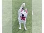 Staffordshire Bull Terrier Mix DOG FOR ADOPTION RGADN-1268484 - REINA -