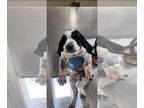 Bluetick Coonhound Mix DOG FOR ADOPTION RGADN-1268485 - BRAXTON - Bluetick