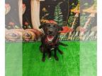 Labrador Retriever Mix DOG FOR ADOPTION RGADN-1268507 - Xena - Labrador