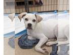 Beagle DOG FOR ADOPTION RGADN-1268545 - Thumper - Beagle / Boxer Dog For