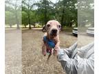 Boston Huahua DOG FOR ADOPTION RGADN-1268553 - Gus (GA) - Boston Terrier /
