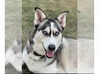 Mix DOG FOR ADOPTION RGADN-1268567 - HOLLY - Husky (medium coat) Dog For