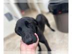 Labrador Retriever DOG FOR ADOPTION RGADN-1268578 - Olivia - Labrador Retriever
