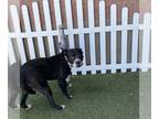 American Pit Bull Terrier DOG FOR ADOPTION RGADN-1268600 - *ZOOLANDER - Pit Bull