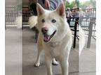 Mix DOG FOR ADOPTION RGADN-1268621 - Yukon - Husky (medium coat) Dog For