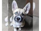 German Shepherd Dog-Huskies Mix DOG FOR ADOPTION RGADN-1268650 - Sweet Pea -