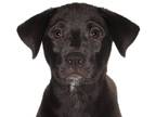 Huskies -Labrador Retriever Mix DOG FOR ADOPTION RGADN-1268656 - Cody - Labrador