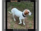 Treeing Walker Coonhound DOG FOR ADOPTION RGADN-1268667 - Else - Treeing Walker