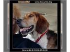 Labbe DOG FOR ADOPTION RGADN-1268668 - Baymax - Beagle / Labrador Retriever /