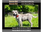 Greyhound-Plott Hound Mix DOG FOR ADOPTION RGADN-1268672 - Max - Plott Hound /