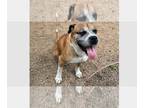 Boxer DOG FOR ADOPTION RGADN-1268677 - Sweetie II - Silver Heart - Boxer Dog For