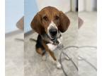 Black and Tan Coonhound-Bloodhound Mix DOG FOR ADOPTION RGADN-1268707 - Moose -