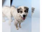 Great Pyrenees DOG FOR ADOPTION RGADN-1268714 - DUMBLEDORE - Great Pyrenees