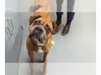 Boxer DOG FOR ADOPTION RGADN-1268716 - TODRICK - Boxer (medium coat) Dog For